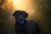 Winston, a female German Shepherd Dog for sale in Bradford, ME – Photo 1 of 3