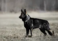Captain , a male German Shepherd Dog for sale in Bradford, ME – 5 of 5