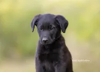 Bruno Black Golden Shepherd Puppy , a male German Shepherd Dog and Golden Retriever for sale in Bradford, ME – 2 of 4