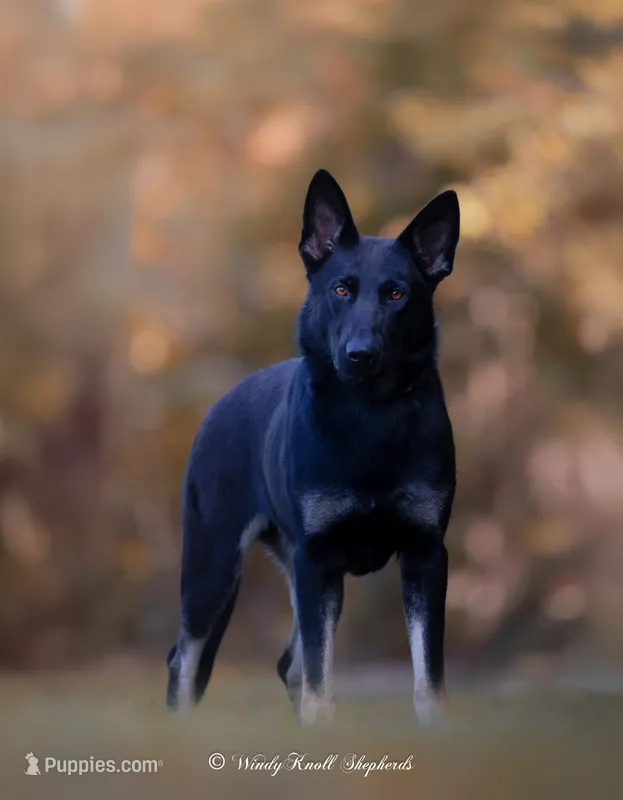 Scout – German Shepherd Dog puppy for sale in Bradford, ME