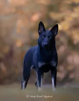 Scout, a female German Shepherd Dog for sale in Bradford, ME – 1 of 4