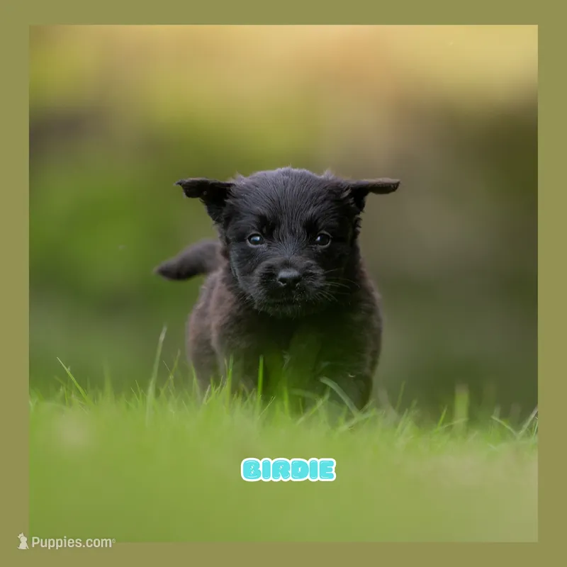 Birdie  – German Shepherd Dog, Golden Retriever puppy for sale in Bradford, ME
