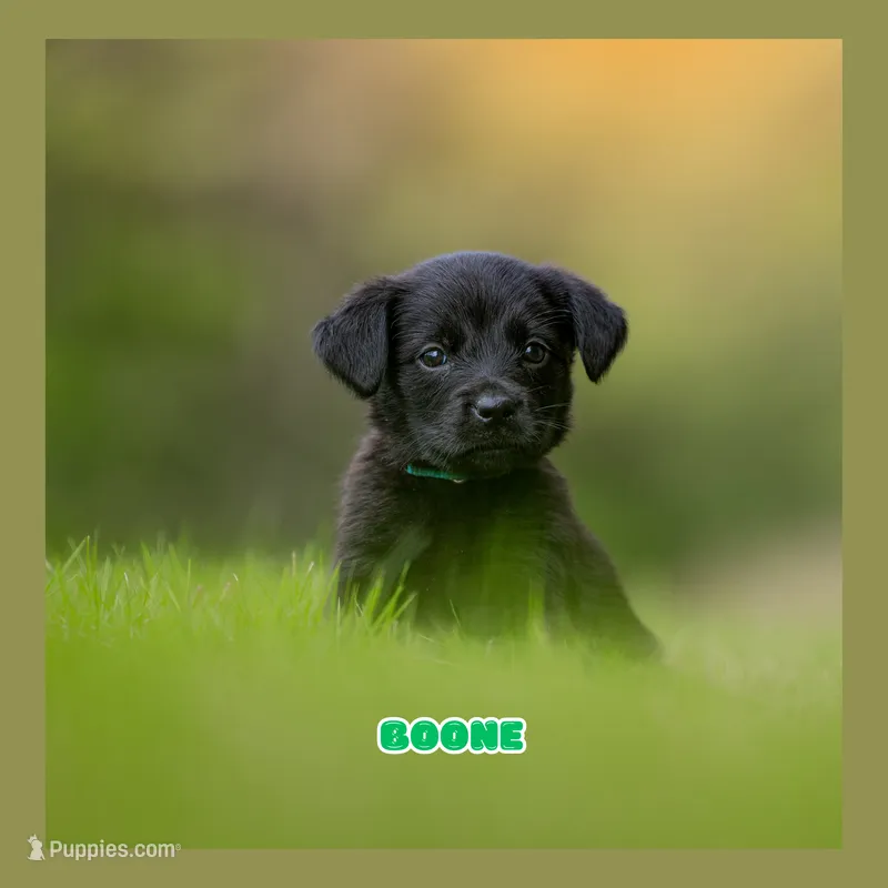 Boone – German Shepherd Dog, Golden Retriever puppy for sale in Bradford, ME