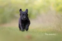 Bruno Black Golden Shepherd Puppy , a male German Shepherd Dog and Golden Retriever for sale in Bradford, ME – 3 of 4