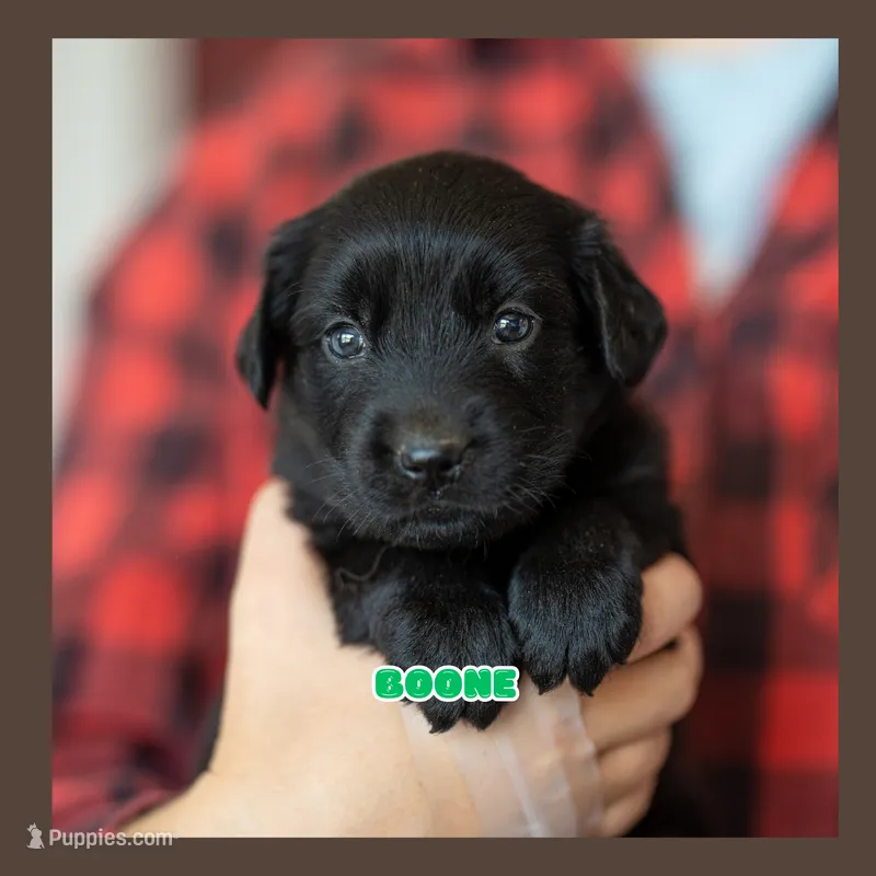 Boone – German Shepherd Dog, Golden Retriever puppy for sale in Bradford, ME