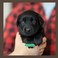 Boone, a male German Shepherd Dog and Golden Retriever for sale in Bradford, ME – 1 of 1