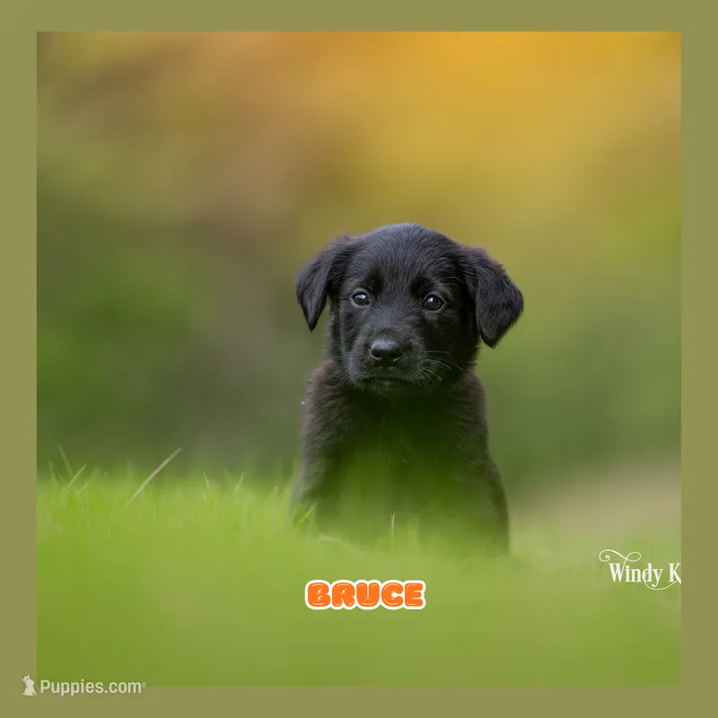 Bruce – German Shepherd Dog, Golden Retriever puppy for sale in Bradford, ME
