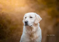 Lily , a female English Cream Golden Retriever for sale in Bradford, ME – 2 of 2