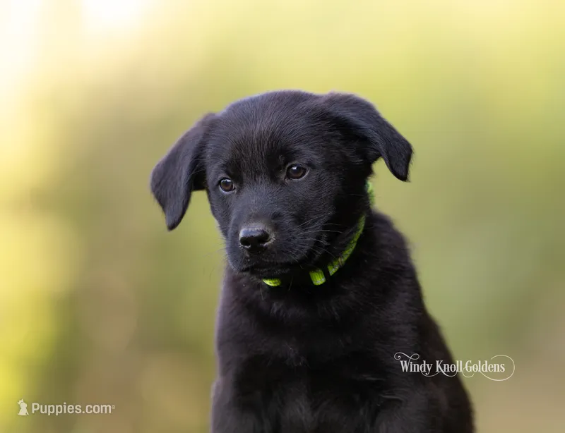 Boone  Golden Shepherd Male – German Shepherd Dog, Golden Retriever puppy for sale in Bradford, ME