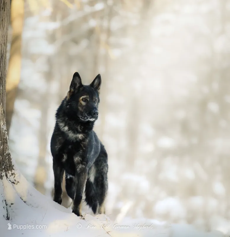 Captain  – German Shepherd Dog puppy for sale in Bradford, ME