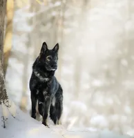 Captain , a male German Shepherd Dog for sale in Bradford, ME – 1 of 5