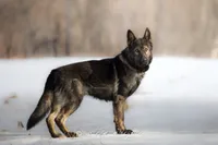 Captain , a male German Shepherd Dog for sale in Bradford, ME – 2 of 5