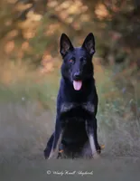 Scout, a female German Shepherd Dog for sale in Bradford, ME – 3 of 4