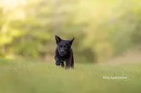 Beckett, a male German Shepherd Dog and Golden Retriever for sale in Bradford, ME – 3 of 6