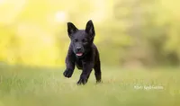 Beckett, a male German Shepherd Dog and Golden Retriever for sale in Bradford, ME – 4 of 6
