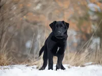 Gilbert, a male German Shepherd Dog for sale in Bradford, ME – Photo 4 of 6
