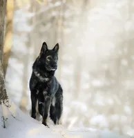 Gilbert, a male German Shepherd Dog for sale in Bradford, ME – Photo 6 of 6