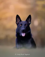 Gilbert, a male German Shepherd Dog for sale in Bradford, ME – Photo 5 of 6