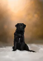 Gilbert, a male German Shepherd Dog for sale in Bradford, ME – Photo 2 of 6