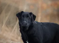 Gilbert, a male German Shepherd Dog for sale in Bradford, ME – Photo 3 of 6