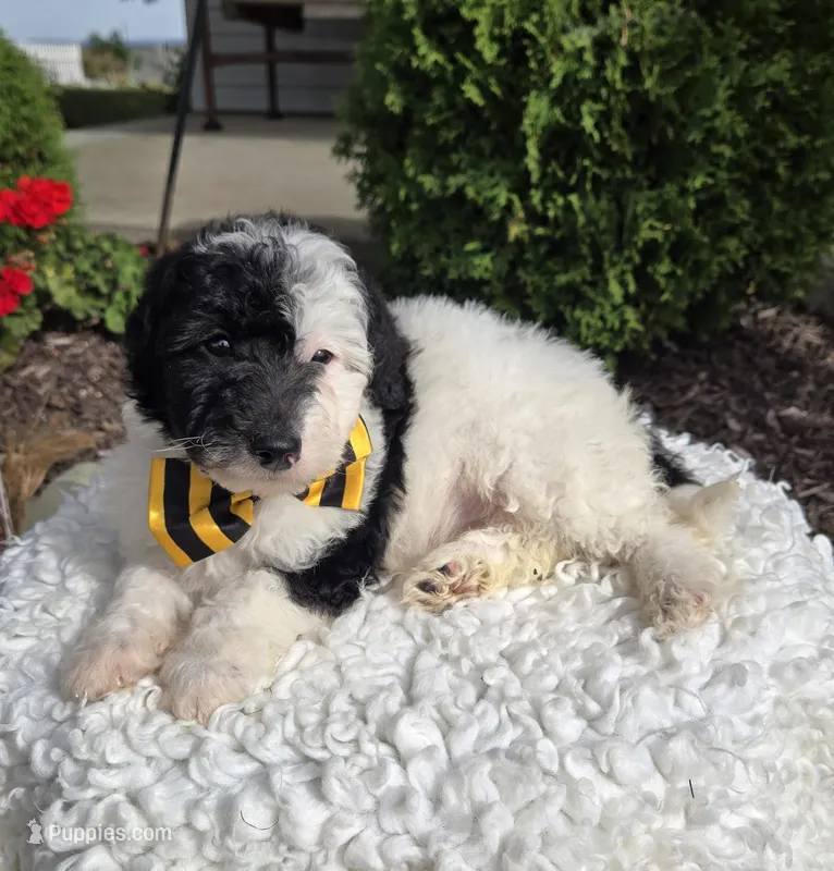 Jinx – Sheepadoodle puppy for sale in Fayette, NY