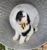 Jinx, a male Sheepadoodle for sale in Fayette, NY – 6 of 7