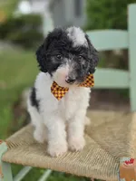 Josh, a male Sheepadoodle for sale in Fayette, NY – 4 of 8
