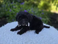 Theo, a male Sheepadoodle for sale in Fayette, NY – 3 of 4