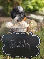Josh, a male Sheepadoodle for sale in Fayette, NY – 2 of 8