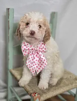 Kaley, a female Bernedoodle for sale in Fayette, NY – Photo 2 of 5