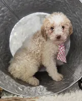 Kaley, a female Bernedoodle for sale in Fayette, NY – Photo 3 of 5