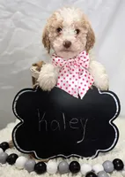 Kaley, a female Bernedoodle for sale in Fayette, NY – Photo 5 of 5