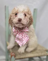 Kaley, a female Bernedoodle for sale in Fayette, NY – Photo 4 of 5