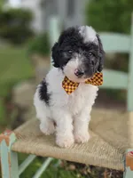 Josh, a male Sheepadoodle for sale in Fayette, NY – 8 of 8