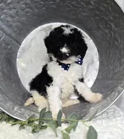 Mitch, a male Sheepadoodle for sale in Fayette, NY – Photo 3 of 5