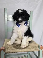 Mitch, a male Sheepadoodle for sale in Fayette, NY – Photo 4 of 5