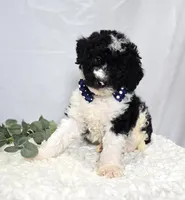 Mitch, a male Sheepadoodle for sale in Fayette, NY – Photo 5 of 5