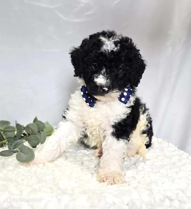 Mitch – Sheepadoodle puppy for sale in Fayette, NY