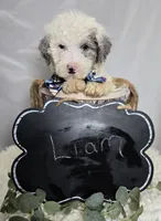 Liam, a male Sheepadoodle for sale in Fayette, NY – Photo 4 of 5