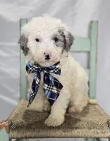 Liam, a male Sheepadoodle for sale in Fayette, NY – Photo 3 of 5