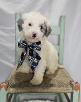 Liam, a male Sheepadoodle for sale in Fayette, NY – Photo 5 of 5