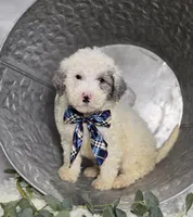 Liam, a male Sheepadoodle for sale in Fayette, NY – Photo 1 of 5