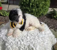 Jinx, a male Sheepadoodle for sale in Fayette, NY – 7 of 7