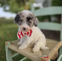 Jake, a male Sheepadoodle for sale in Fayette, NY – 7 of 8