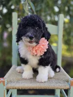 Harper, a female Sheepadoodle for sale in Fayette, NY – 5 of 7