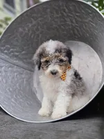 Tucker, a male Sheepadoodle for sale in Fayette, NY – 4 of 6