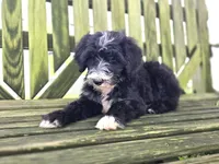 Smiley, a male Sheepadoodle for sale in Fayette, NY – 2 of 9