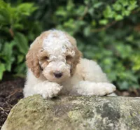 Connor, a male Bernedoodle for sale in Fayette, NY – 5 of 6