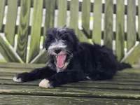 Smiley, a male Sheepadoodle for sale in Fayette, NY – 7 of 9
