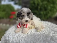 Jake, a male Sheepadoodle for sale in Fayette, NY – 2 of 8